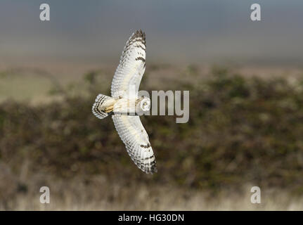 Short-eared Owl - Asio flammeus Stock Photo