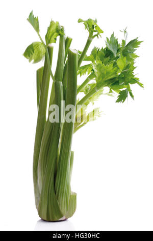 Wild Celery (Apium graveolens var. dulce) Stock Photo