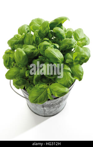 Basil (Ocimum basilicum) Stock Photo