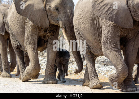 tiny baby elephant close to mum Stock Photo