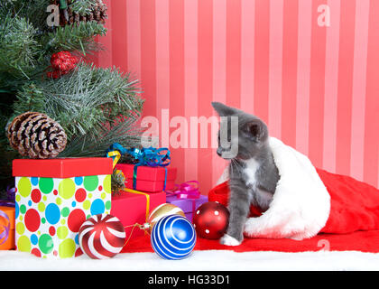Gray kitten coming out of a red stocking next to a christmas tree with presents and ornaments strewn around the floor, on red fuzzy floor, striped red Stock Photo
