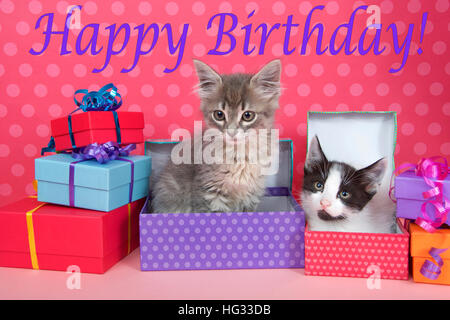 Two month old tabby kitten peeking out of birthday present in a pile of brightly colored boxes, bright purple stripped background with Happy Birthday Stock Photo