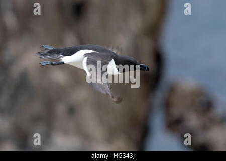 Razorbill (Alca torda) adult, flying at coastal cliff, Great Saltee, Saltee Island, Ireland. Stock Photo