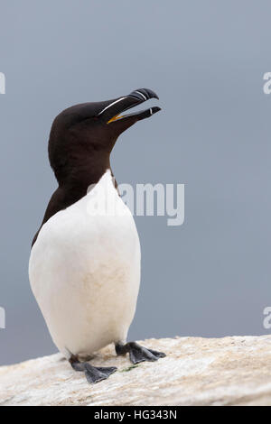 Razorbill (Alca torda) adult, standing on rock of coastal cliff, Great Saltee, Saltee Island, Ireland. Stock Photo