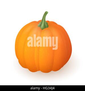 Realistic pumpkin isolated on white background. Bright orange vegetable. Vector illustration. EPS 10. Stock Vector