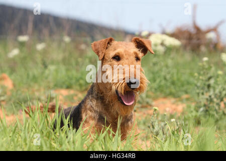 Dog Airedale Terrier / Waterside Terrier adult lying on a meadow Stock Photo