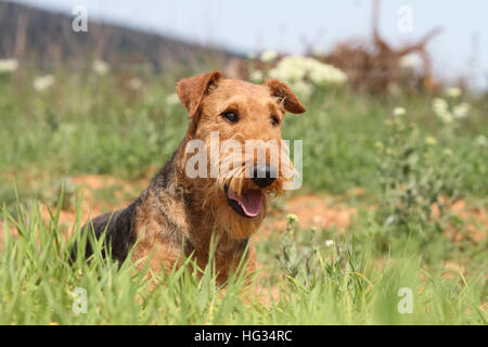 Dog Airedale Terrier / Waterside Terrier adult lying on a meadow Stock Photo