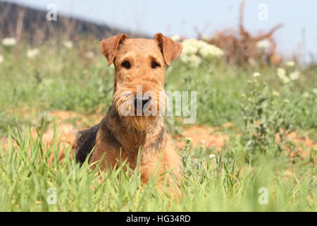 Dog Airedale Terrier / Waterside Terrier adult lying on a meadow Stock Photo
