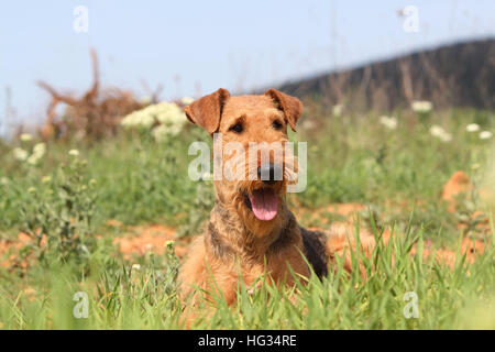 Dog Airedale Terrier / Waterside Terrier adult lying on a meadow Stock Photo