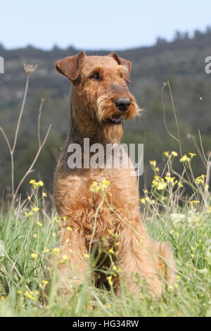Dog Airedale Terrier / Waterside Terrier adult sitting in a meadow Stock Photo