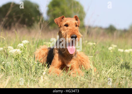 Dog Airedale Terrier / Waterside Terrier adult lying on a meadow Stock Photo