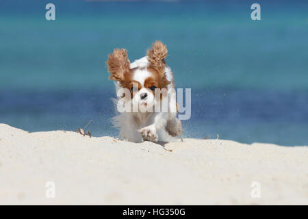 Dog Cavalier King Charles Spaniel adult Blenheim walking on the beach Stock Photo