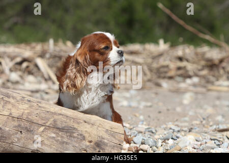 Dog Cavalier King Charles Spaniel adult (Blenheim) Sitting in front of a trunk Stock Photo