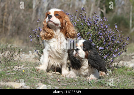 Dog Cavalier King Charles Spaniel adult and puppy tricolor and Blenheim sitting in a meadow Stock Photo