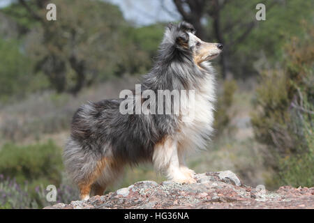 Dog Shetland Sheepdog / Sheltie  /  adult standing on a rock forest Stock Photo