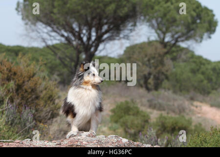 Dog Shetland Sheepdog / Sheltie  /  adult standing on a rock forest Stock Photo