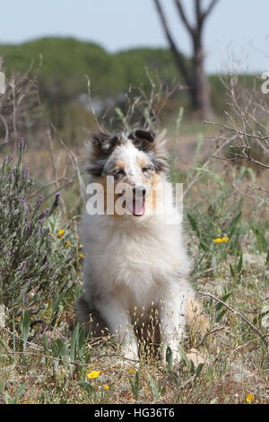 Dog Shetland Sheepdog / Sheltie young (blue merle) sitting Stock Photo