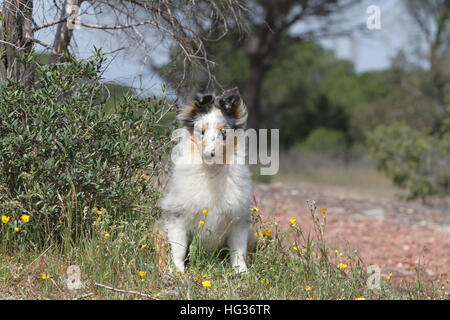 Dog Shetland Sheepdog / Sheltie young (blue merle) sitting Stock Photo