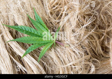 Marijuana leafs on top of dried hemp fibers Stock Photo