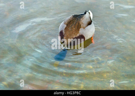 Mallard Anus platyrhyncha Drake feeding on bottom of pond Stock Photo