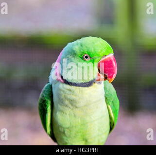 The Alexandrine parakeet or Alexandrian parrot. It is named after Alexander the Great. Stock Photo