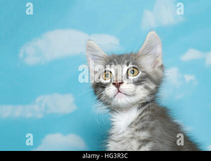 Portrait of a eight week old gray and white fluffy tabby kitten looking to viewers left, blue sky background with clouds. Copy space Stock Photo