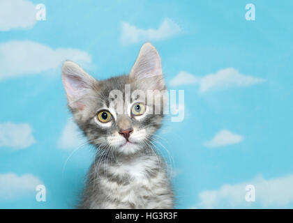 Portrait of a eight week old gray and white fluffy tabby kitten looking at viewer, blue sky background with clouds. Copy space Stock Photo