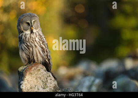 Great Grey Owl ( Strix nebulosa ), typical Scandinavian owl, perched on a rock in first morning light, nice surrounding, Europe. Stock Photo