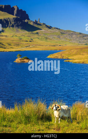 At Loch Leathan, Old Man Of Storr in the background, sunny day. Blackhead sheep. Stock Photo