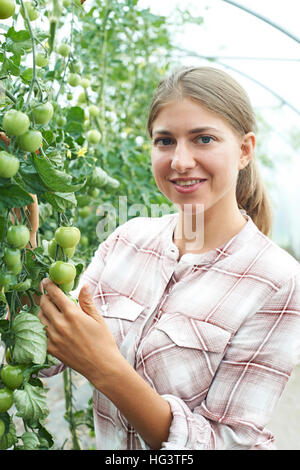 Female Agricultural Worker Checking Tomato Plants In Greenhouse Stock Photo