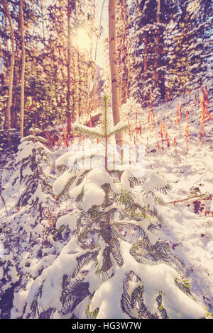 Vintage toned picture of a winter forest against sun. Stock Photo
