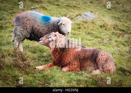 A Herdwick Ram and Ewe in a field on a farm in the Lake District Cumbria UK with coloured dye on their fleeces to indicate matin Stock Photo