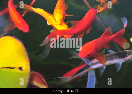 colourful fish in a pond Stock Photo