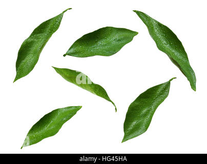 Collage of green citrus leaves with drops isolated on white background Stock Photo