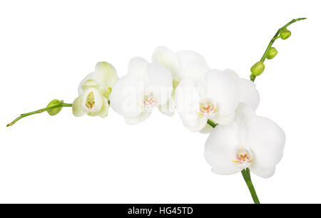 one branch of blooming white orchid isolated on white background Stock Photo
