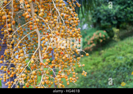 Areca Nut or Betel Nuts from Areca palm, Medium Shot in the Garden Stock Photo