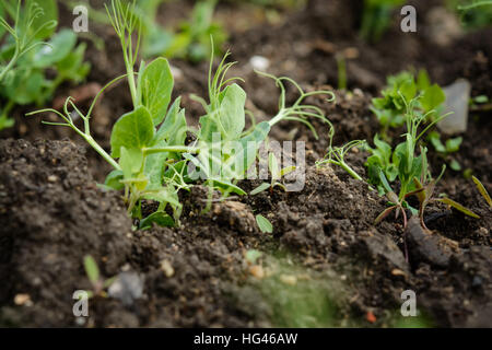 Organic pea sprouts in the ground Stock Photo