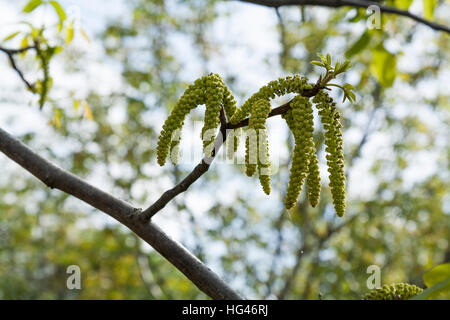Spring blossoms tree walnuts with young green leaves on blue sky backgrounds, selective focus Stock Photo
