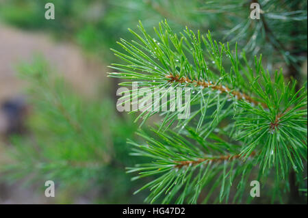 green pine branches with drops of dew in the Park Stock Photo