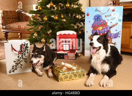 Pet dogs guarding Christmas presents under the Xmas tree Stock Photo