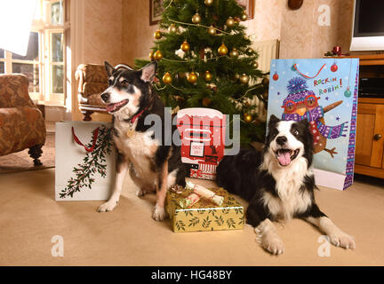 Pet dogs guarding Christmas presents under the Xmas tree Stock Photo
