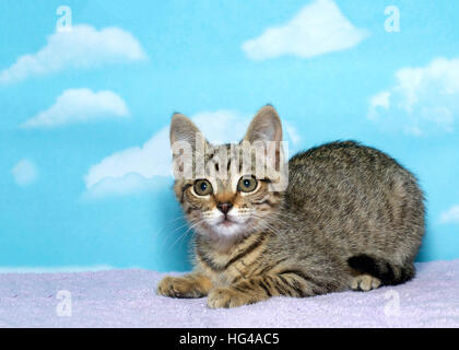 Black, brown and white tabby kitten laying on a purple blanket blue background with cloud pattern. Stock Photo