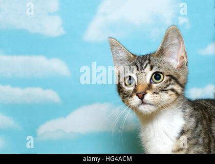 Portrait of a gray, white and brown tabby kitten 8 weeks old looking off to the side, blue background with white clouds. copy space Stock Photo