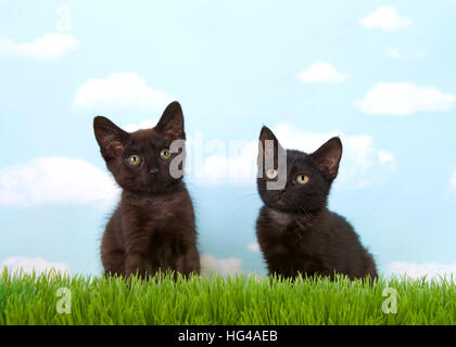 Close up of two 6 week old black kittens in tall grass with blue sky background white clouds. copy space. Stock Photo