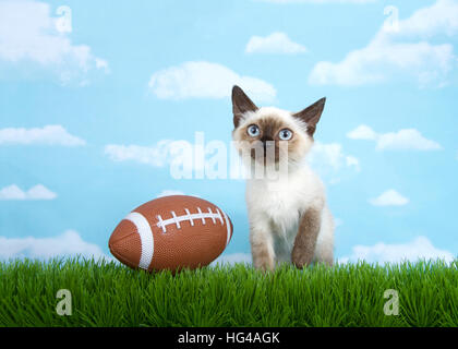 Siamese kitten sitting on grass looking up at the sky above viewer, one paw raised, american football sitting on the grass next to him her. Fun  depic Stock Photo