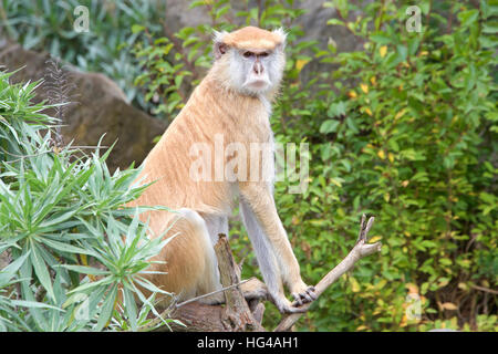 Female Patas Monkey sitting on a branch behind plants with trees in background looking to viewers right. Stock Photo