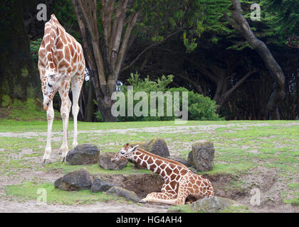 mother giraffe bending down to look at baby laying on the ground, encouraging youngster to get up, green grass, rocks around trees in background. land Stock Photo