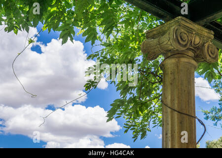 Old pillar with green vine and blue cloudy sky. Stock Photo