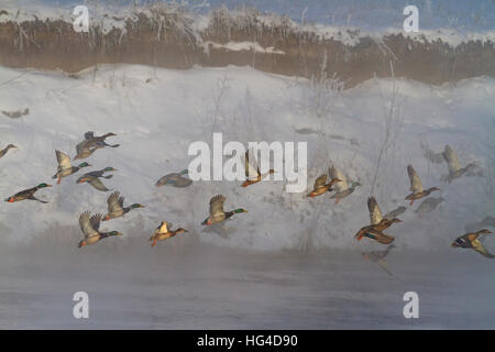 Mallard flock takes off with winter river at sunrise in fog Stock Photo