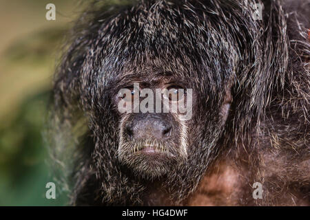 Captive adult Monk saki (Pithecia monachus), San Francisco Village, Loreto, Peru, South America Stock Photo